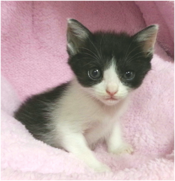 ヨコミミちゃんを発見したら ねこてん ヨコミミちゃんを発見したら ねこてん