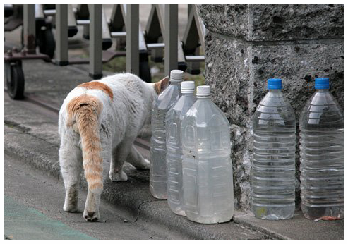 外猫トイレの作り方 自宅敷地 ねこてん