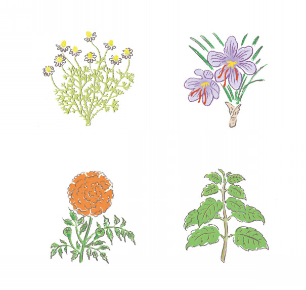 植物 イラスト Hosokawa Natsuko Homepage