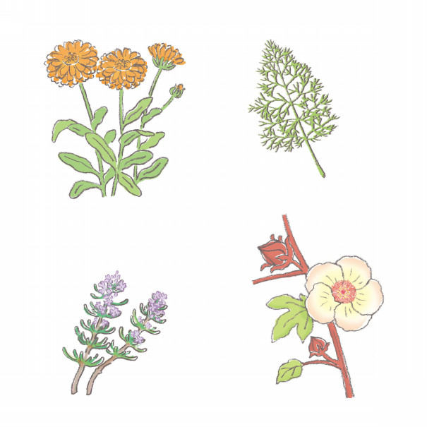 植物 イラスト Hosokawa Natsuko Homepage