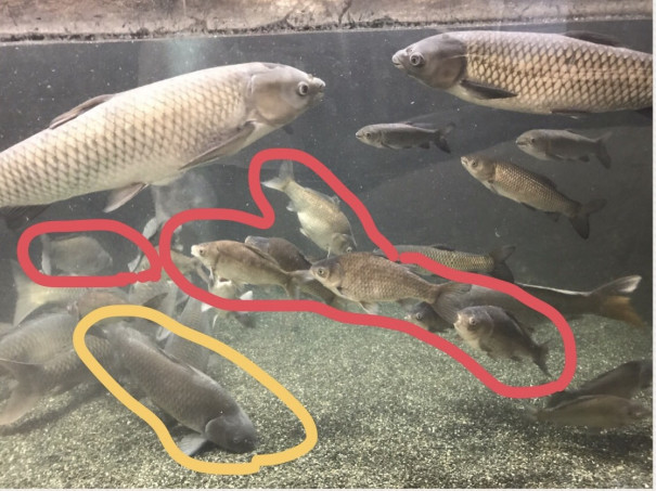 鯉とフナ。 いや、殆どが○○○○かもよ。 | Bochi Bochiの ＊花ブログ＊