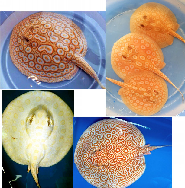 タイの淡水魚を日本へ輸出するお手伝い Onnut Nations オンヌット