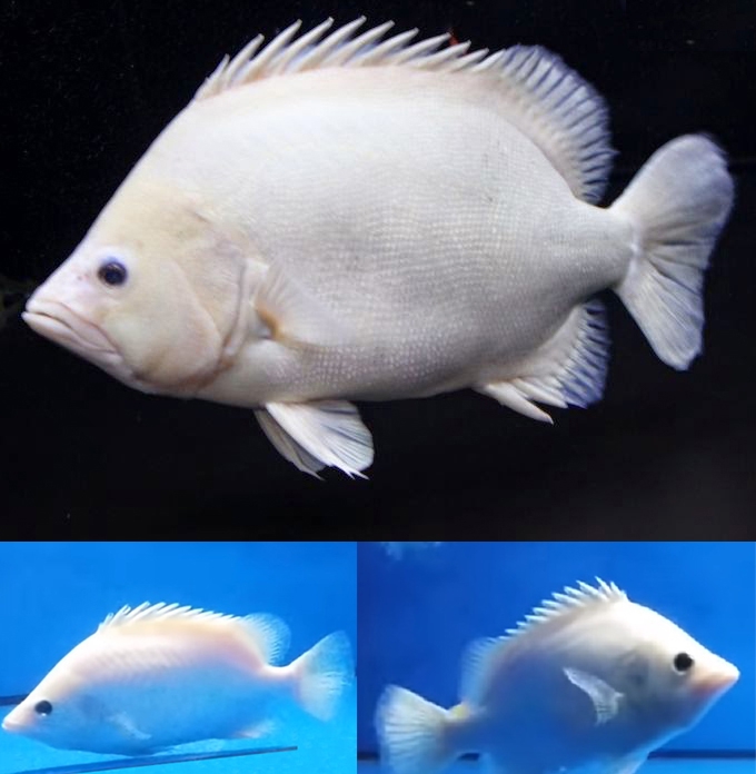 熱帯魚、エイ、アロワナ、ダイヤモンドポルカ、アルビノプラチナスノークロコ - 石川県のその他