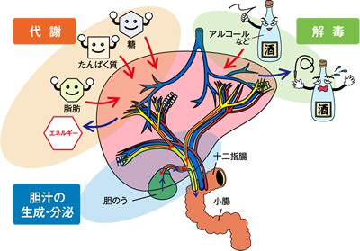 体を解毒しなければならないので 体を解毒しなければならないので