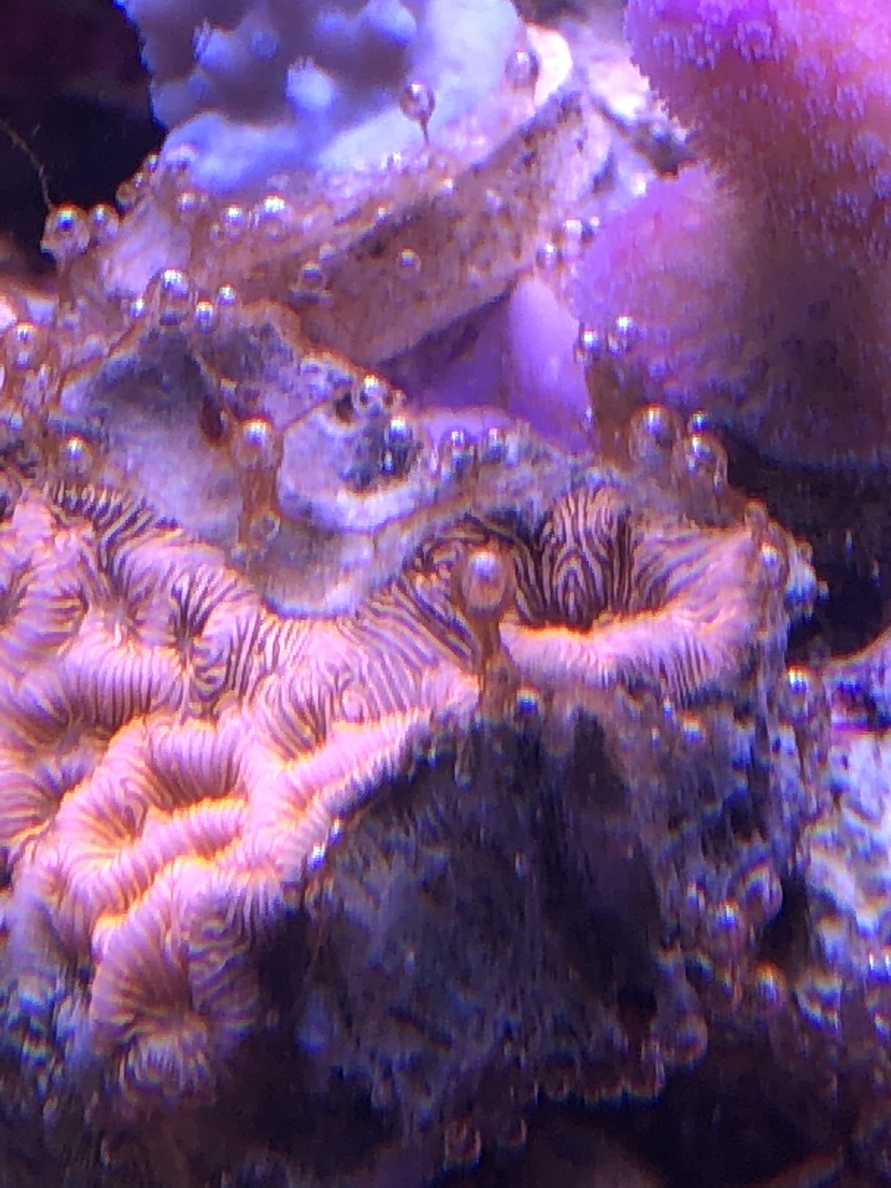 シアノバクテリア 水槽で煌めく珊瑚たち