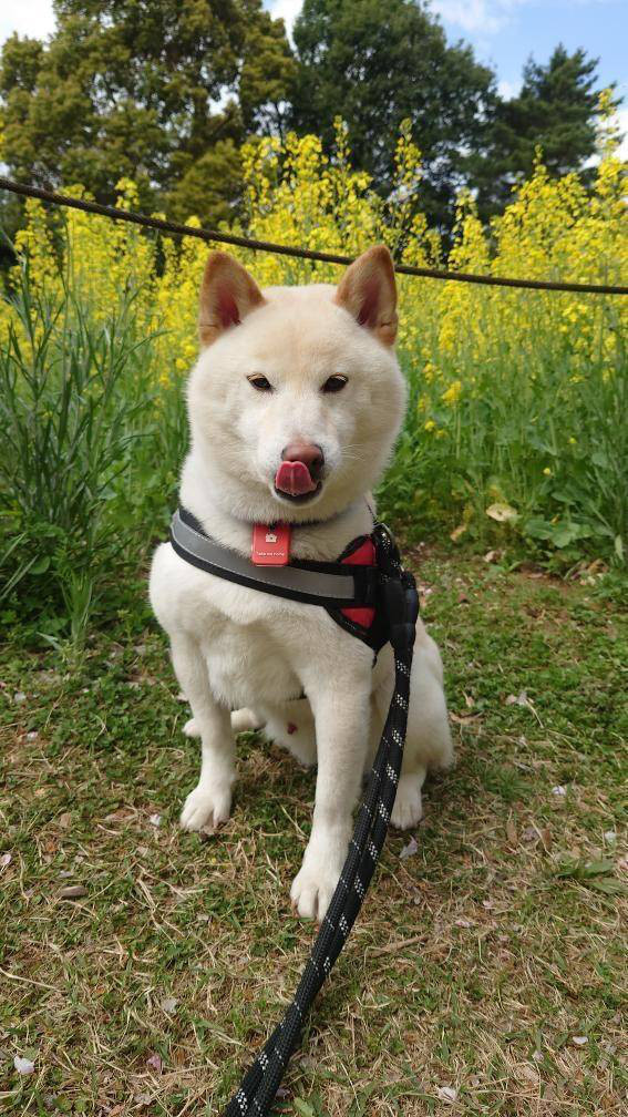 協賛者 寄付者 迷子犬の掲示板