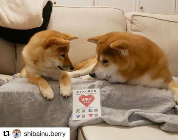 応援団 迷子犬の掲示板