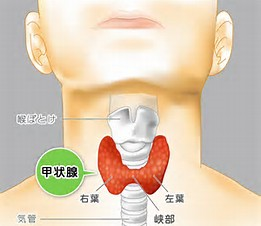 甲状腺 甲状腺位置 甲状腺结节 甲状腺肿大 Www Dingjisc Com