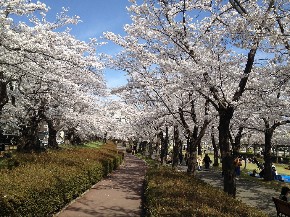 郡山の桜 2018年 根本 潤(福島県郡山市)