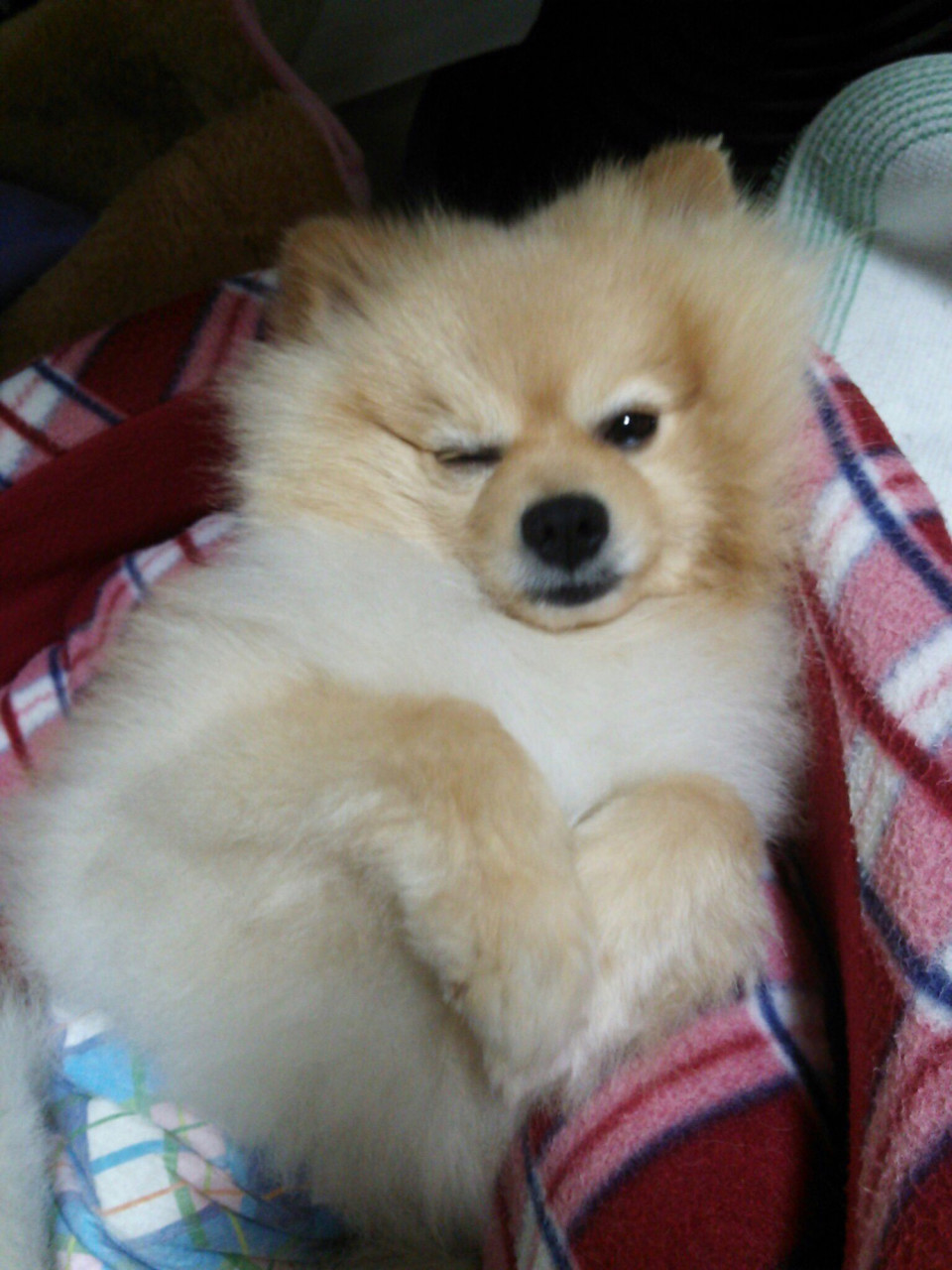 スカラエスパシオって10回言って ヨネコ ミシェルの偏差値