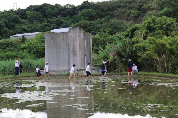 徳之島で二毛作 武蔵野大生が田植えに挑戦 みらい創り日記