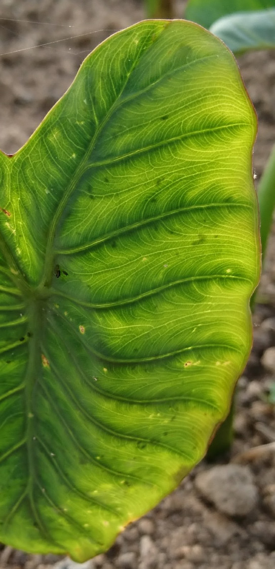 里芋の葉 O 葉っぱ舎 Happaya