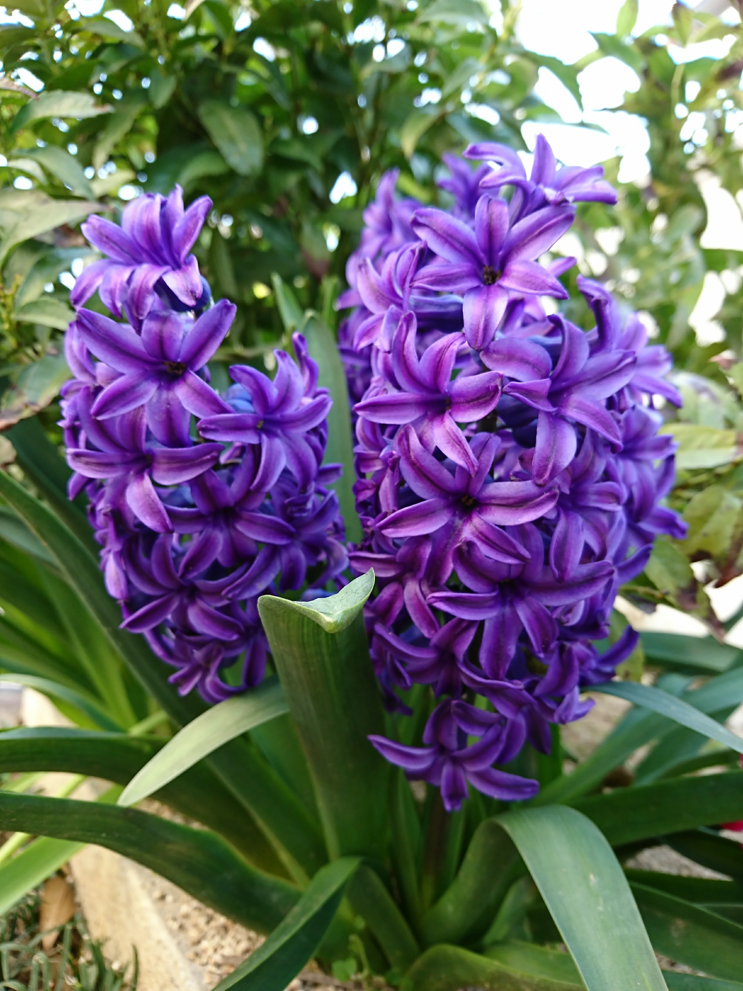 紫のヒヤシンス 葉っぱ舎 Happaya