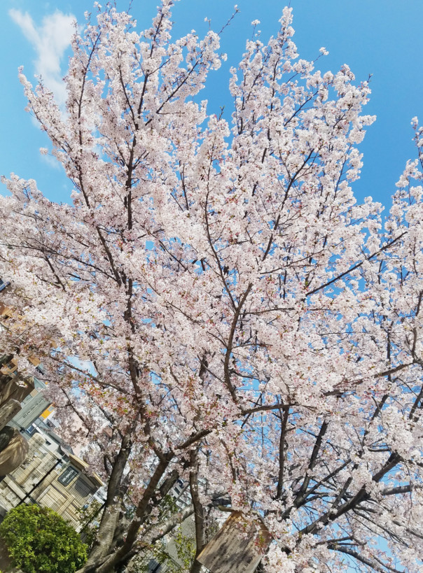 四天王寺境内の桜 Interlineaire