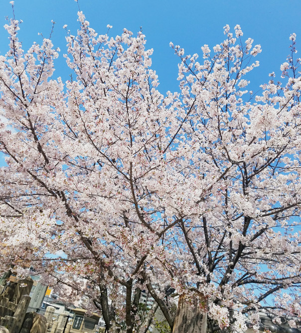 四天王寺境内の桜 Interlineaire