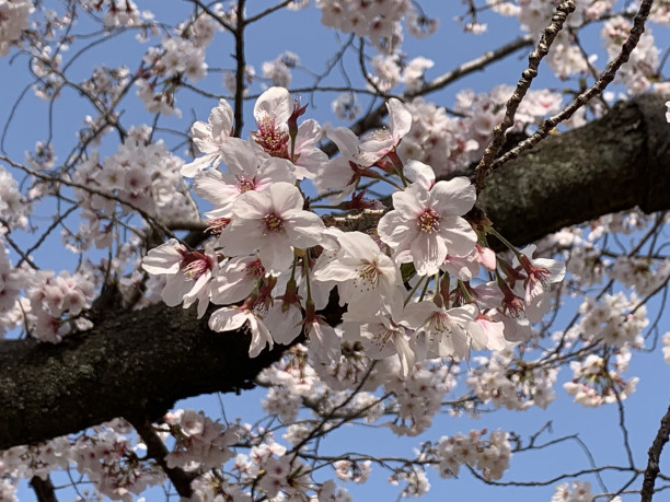 四日市 都心のオアシスにも綺麗な桜が 桜の咲いた 鵜の森公園 内を歩く 名古屋発 街とりっぷマガジン Pon Po ポンポ