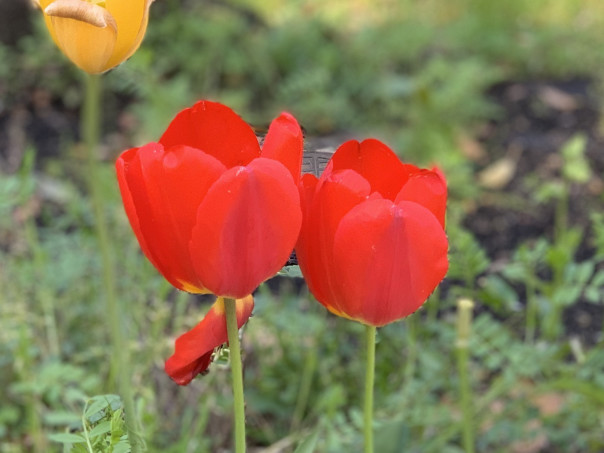 鶴舞 鶴舞公園の園芸福祉花壇にチューリップの花が美しく咲いてました 名古屋発 街とりっぷマガジン Pon Po ポンポ