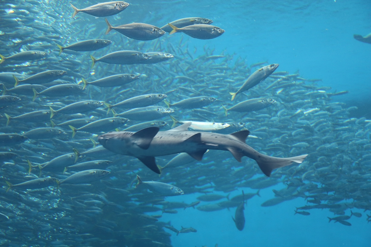 仙台うみの社水族館（宮城県） | オリジナル記念メダル・親子記念