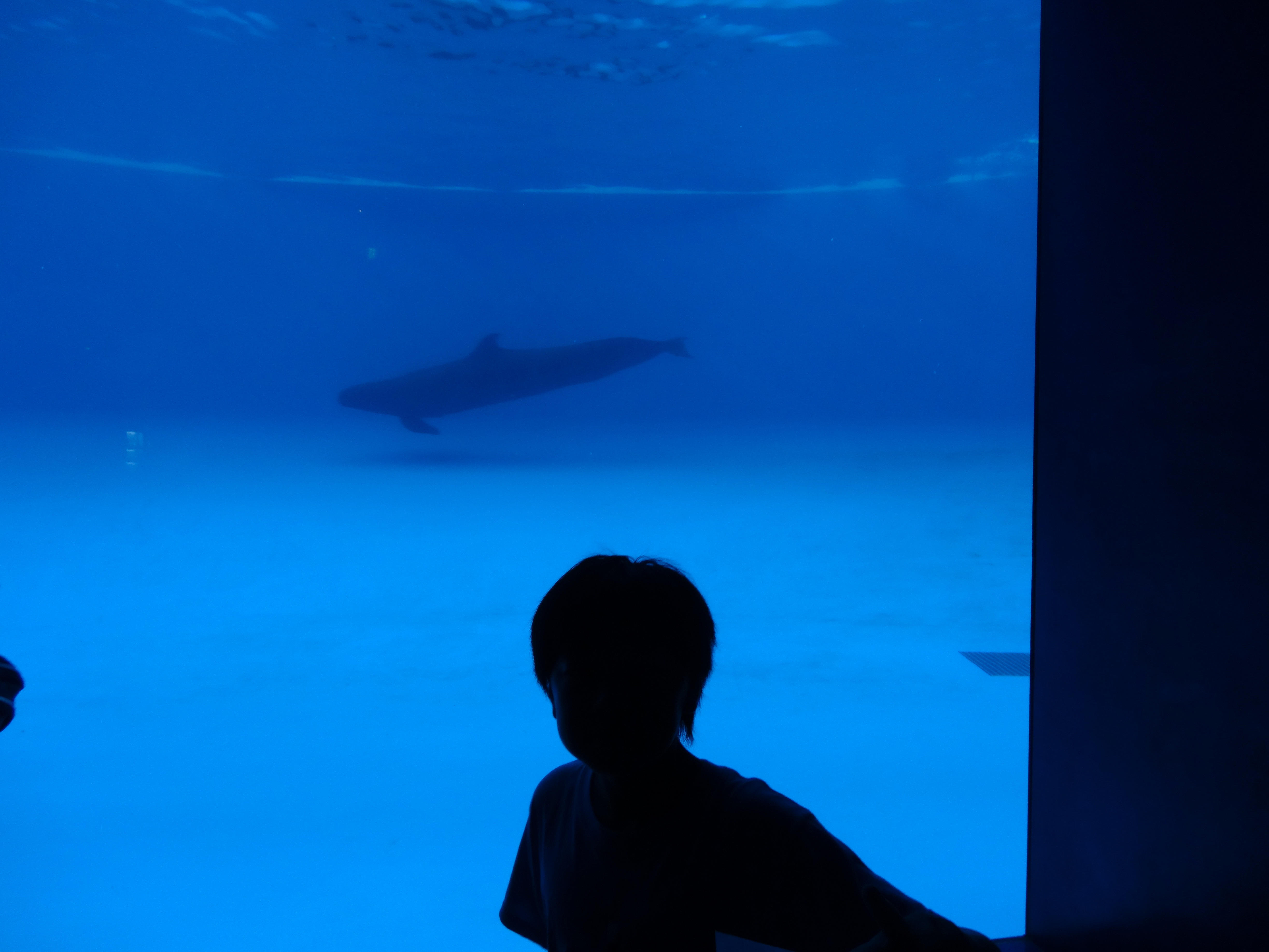 アクアワールド大洗水族館（茨城県） | オリジナル記念メダル・親子記念メダル収集