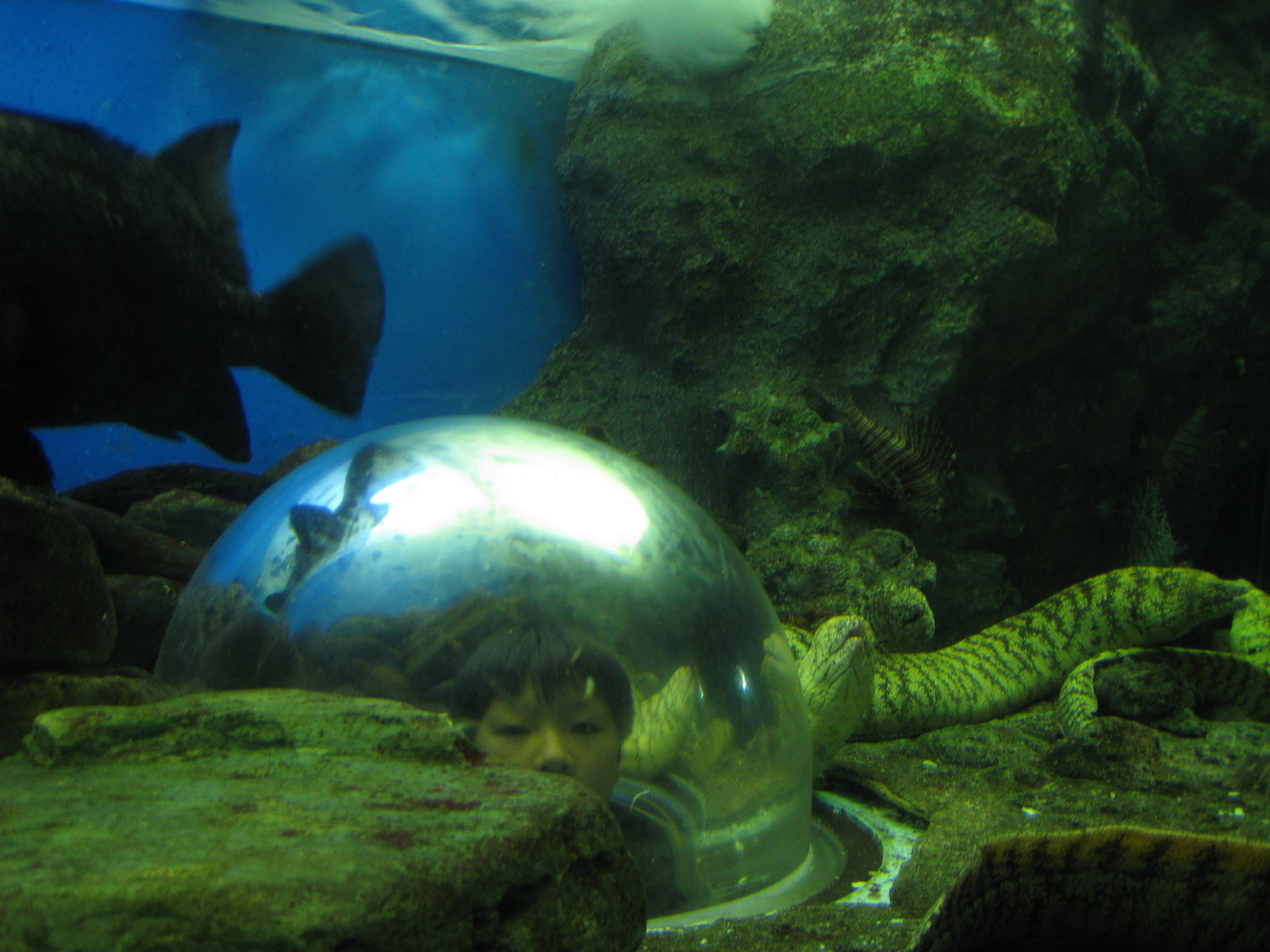 名古屋港水族館（愛知県） | オリジナル記念メダル・親子記念メダル収集