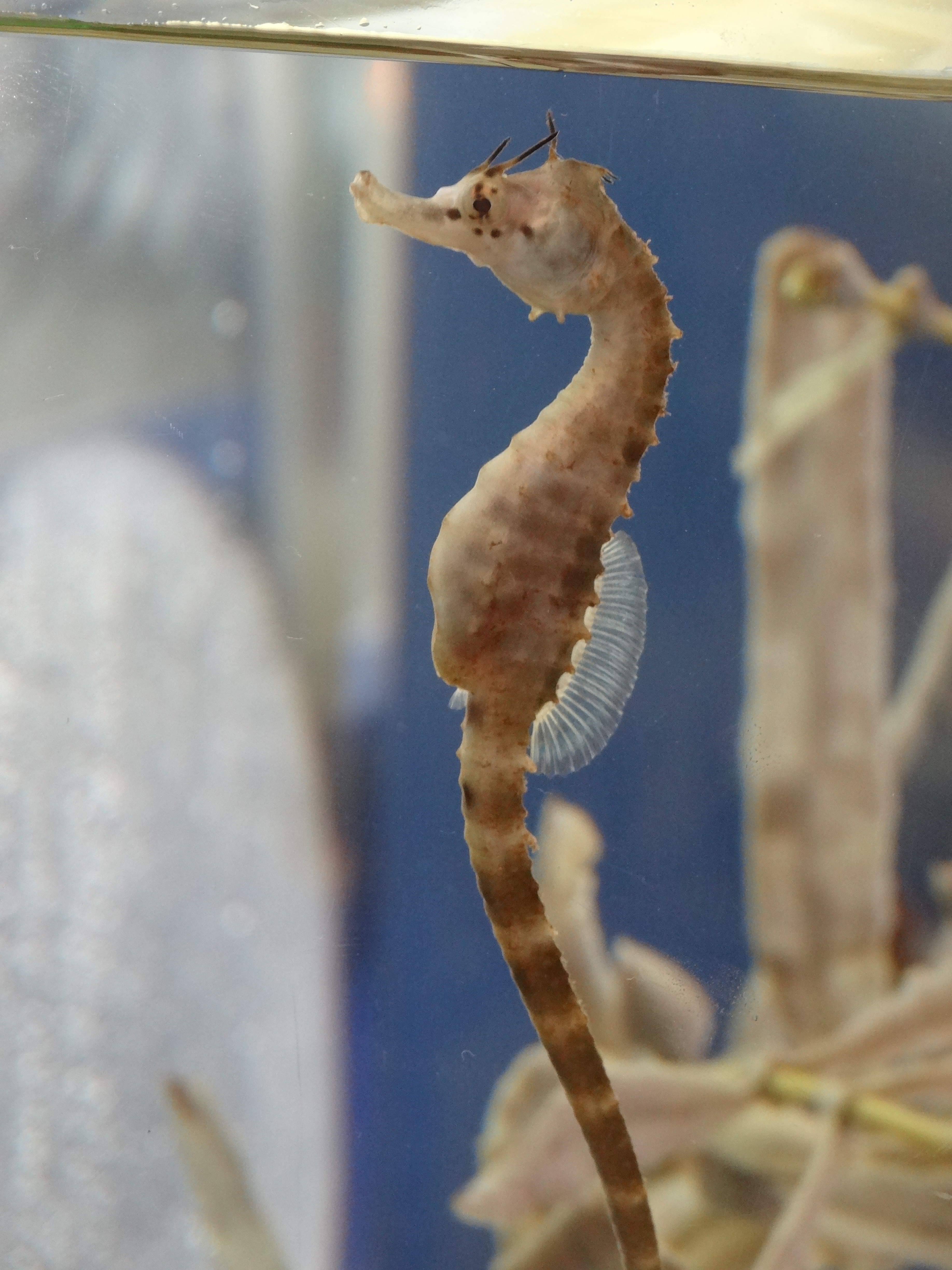 アクアワールド大洗水族館（茨城県） | オリジナル記念メダル・親子記念メダル収集