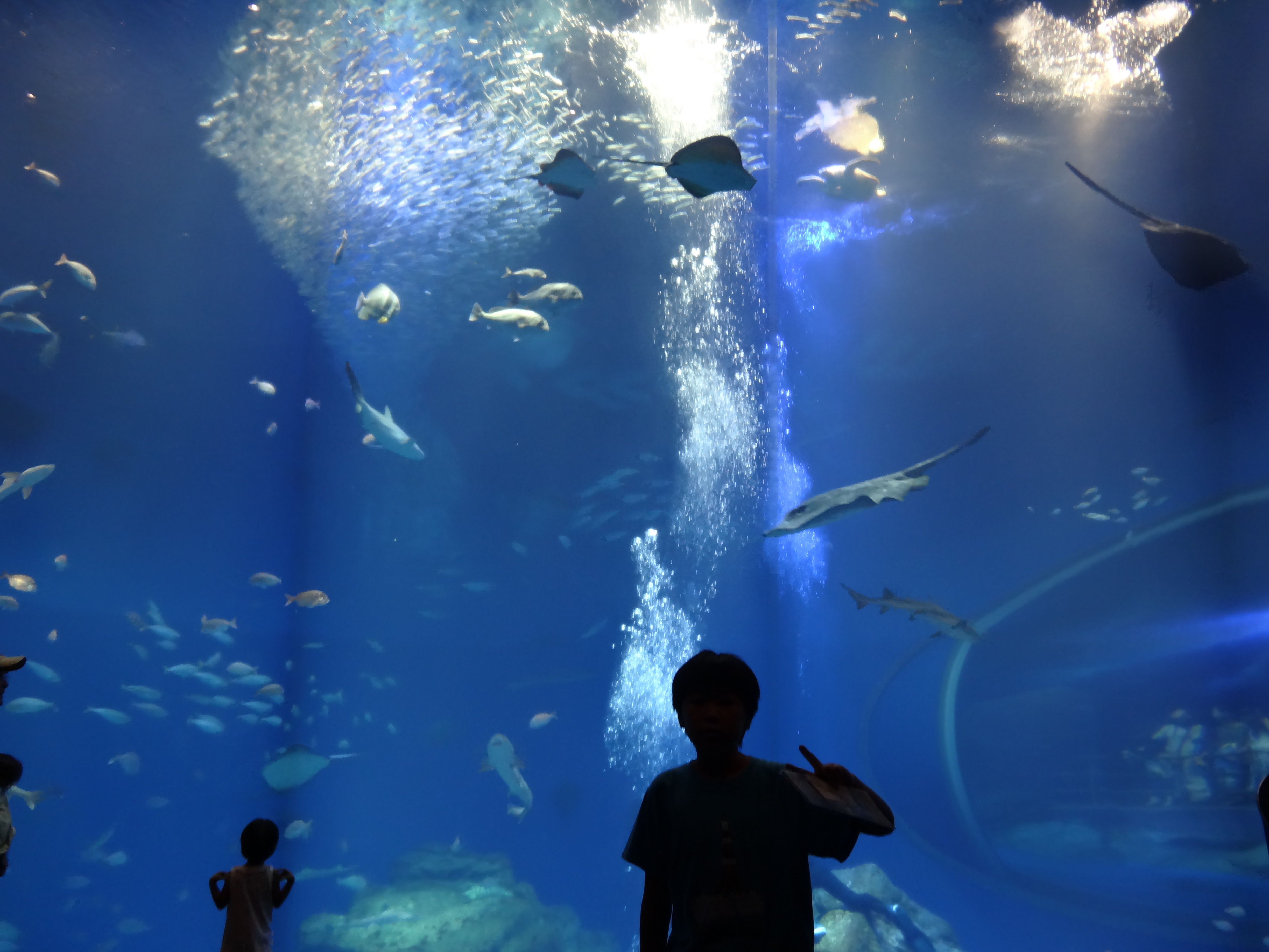 アクアワールド大洗水族館（茨城県） | オリジナル記念メダル・親子記念メダル収集