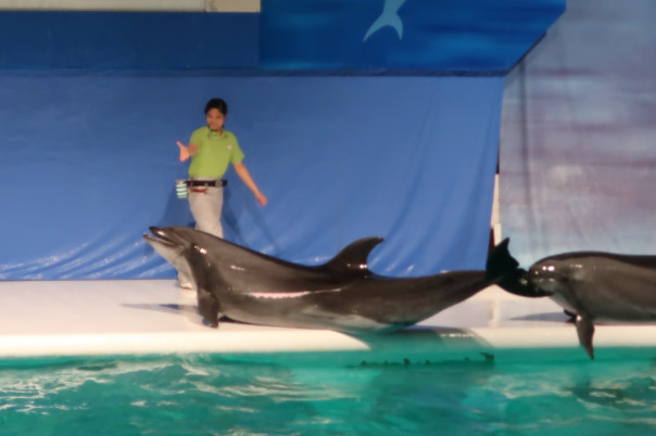 浅虫水族館 青森 オリジナル記念メダル 親子記念メダル収集 浅虫水族館 青森 オリジナル記念メダル 親子記念メダル収集
