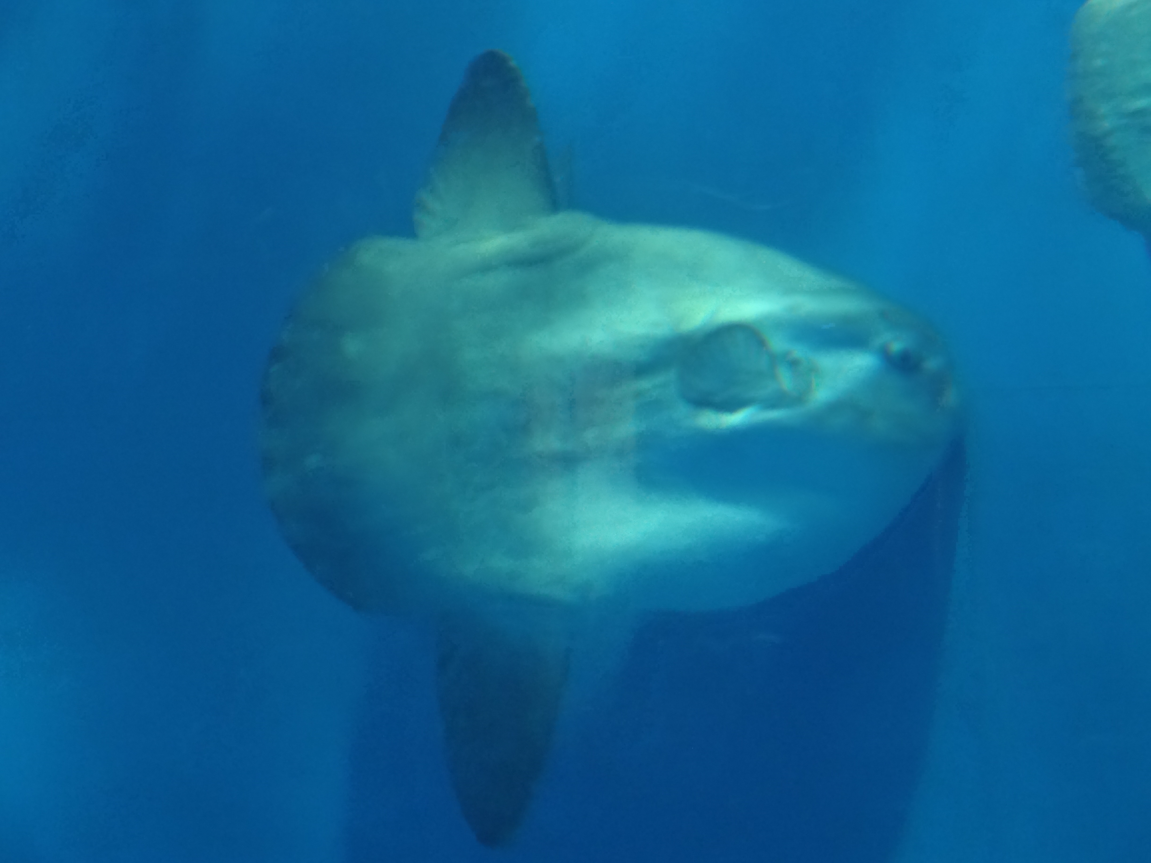 アクアワールド大洗水族館☆イルカ☆記念メダル☆茶平工業