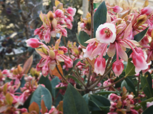 ホンコンドウダンツツジ Suekichi Garden