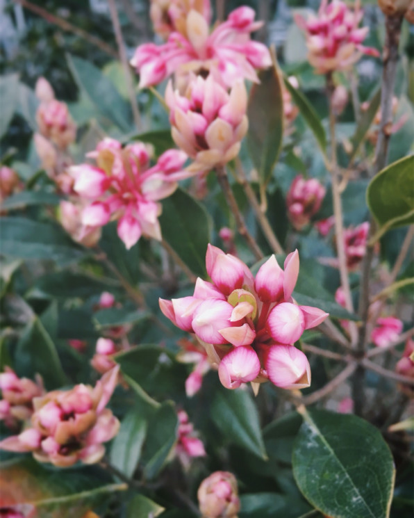 ホンコンドウダンツツジ Suekichi Garden