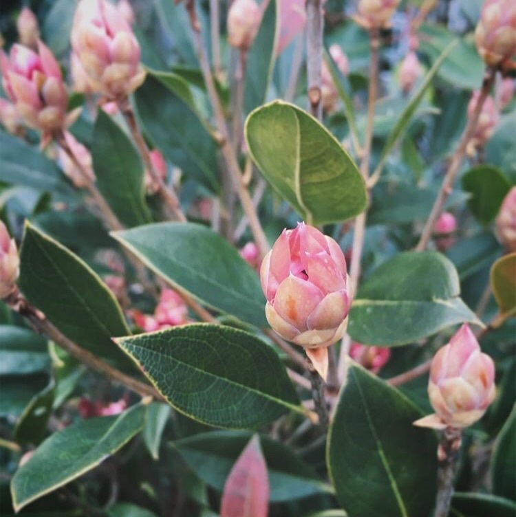 ホンコンドウダンツツジ Suekichi Garden