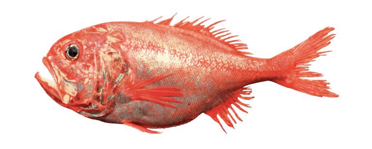 Kroger】Orange Roughy | Maysville Life