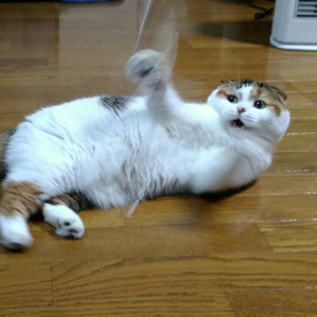 毎晩、ヒモと割り箸のおもちゃで  Qualite 和歌山県橋本市で 