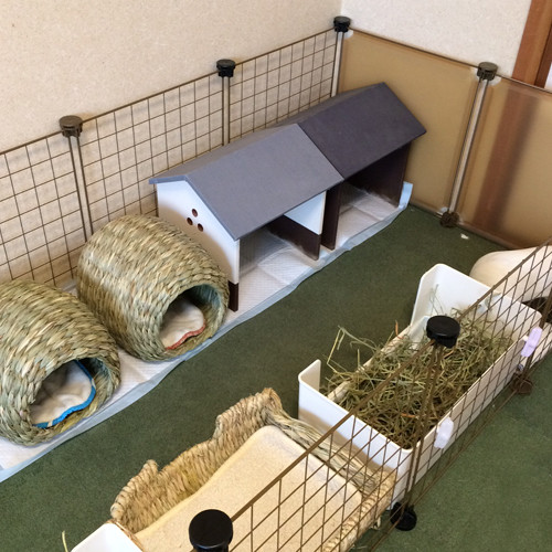我が家のこと モルモット部屋の模様替え 保護モルモットの里親さん募集 Critter Line