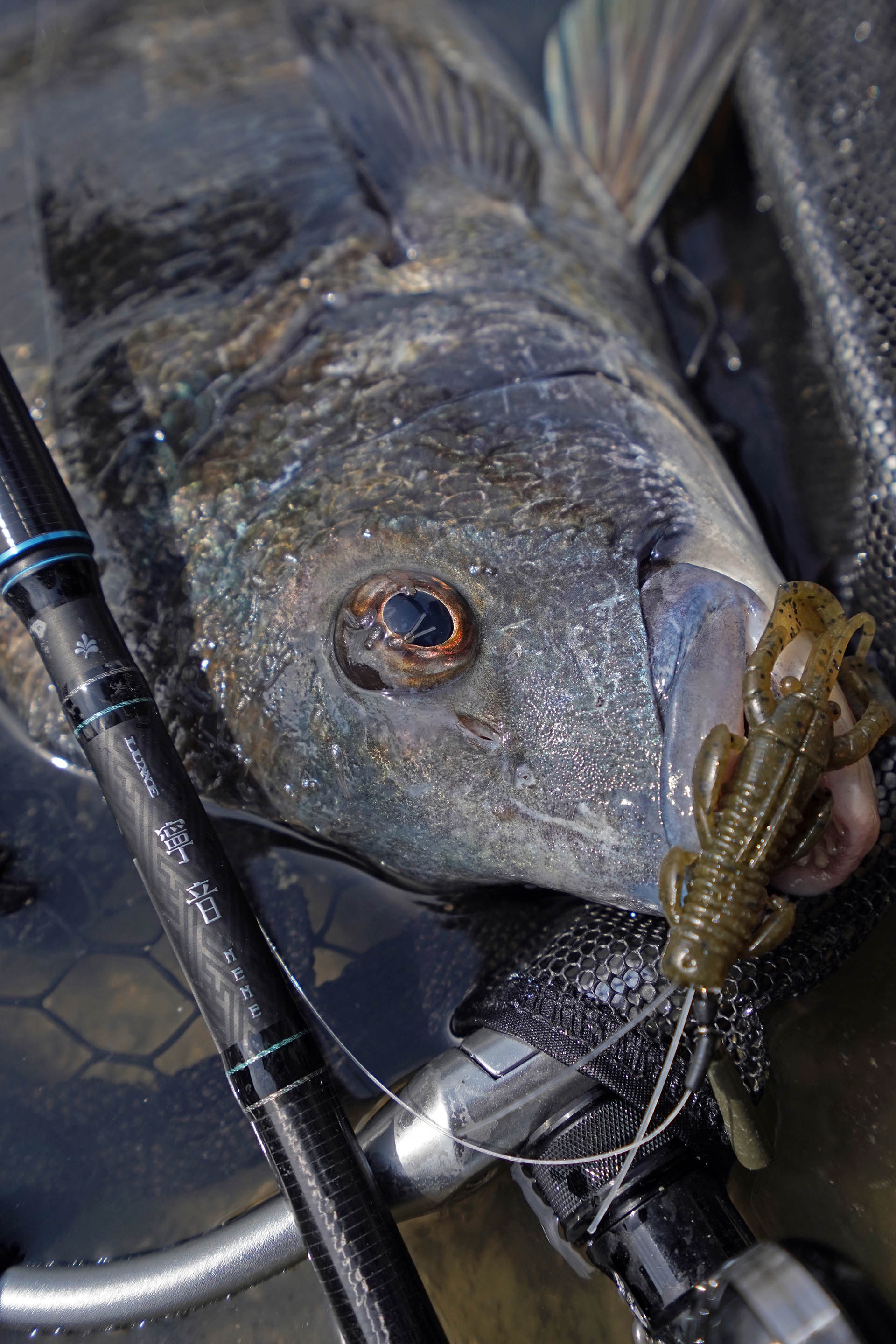 あいだ　寧音77h あいだ 寧音77h 寧音にオカッパリチニングに最適解となる寧音B77H