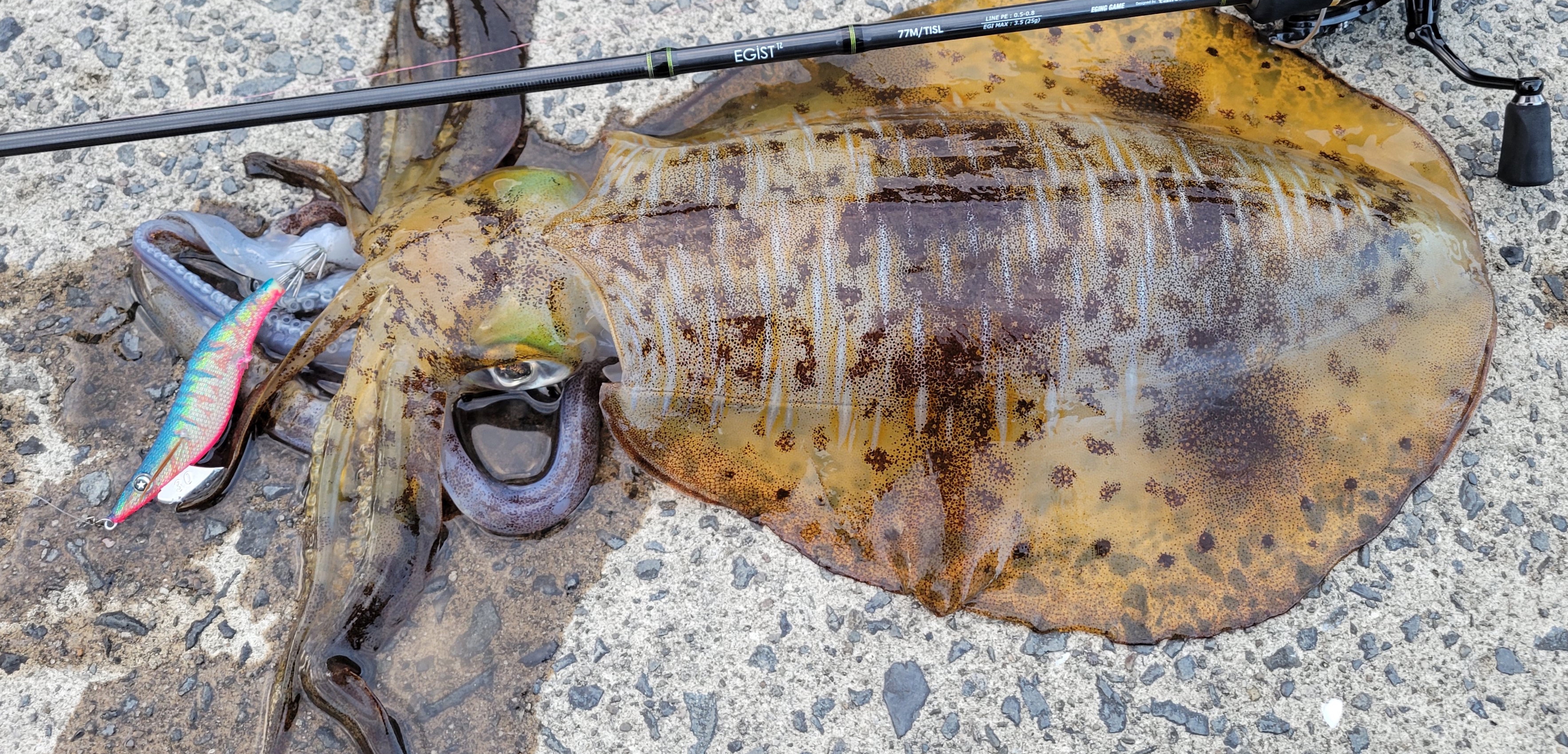 釣れるエギ選び！〜なぜ釣れる？を知ればイカはもっと釣れる