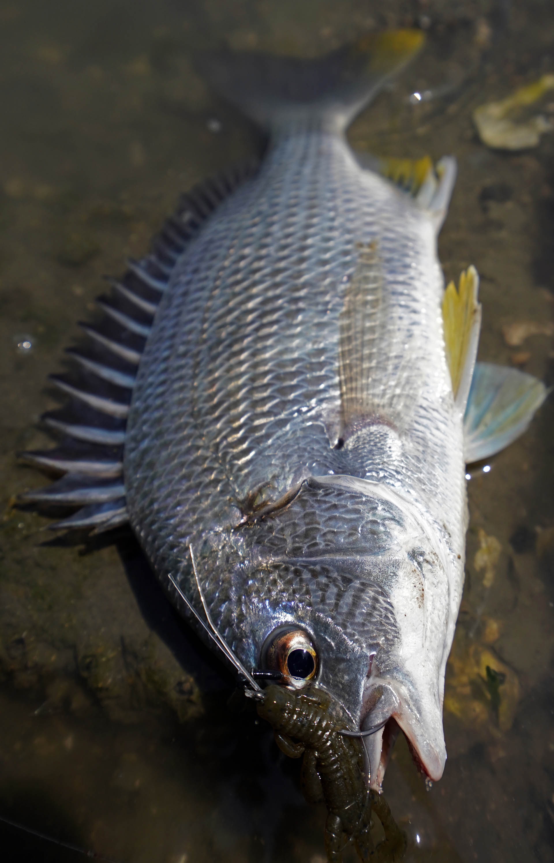 寧音にオカッパリチニングに最適解となる寧音B77H-solidが新たに登場