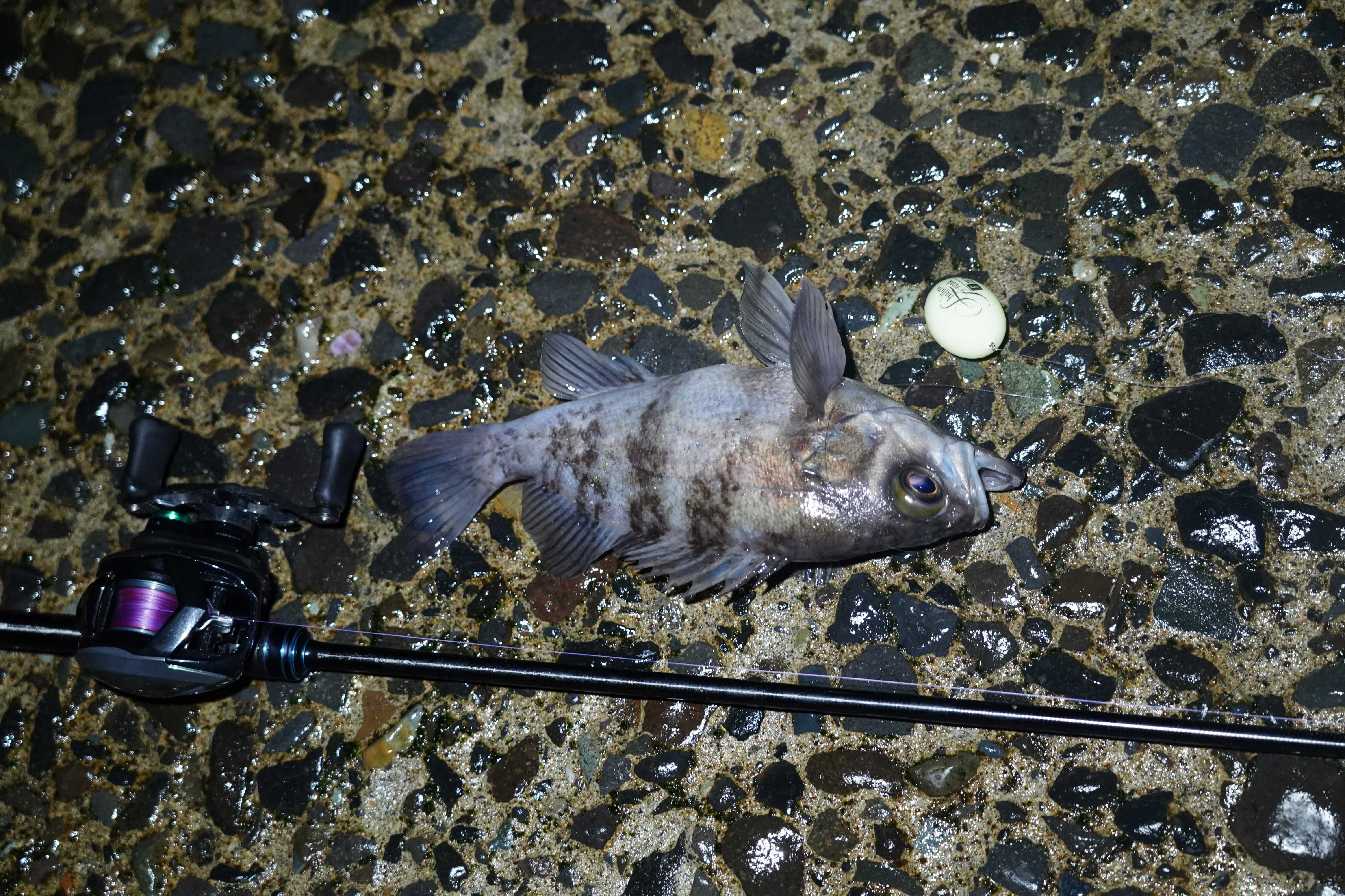 浅場のメバルはこうやって釣る！／LUXXE 寧音 B77H-solidの高