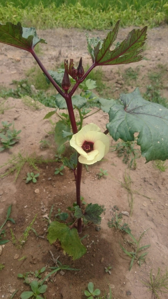 オクラの花が咲きました なかの農園 オクラの花が咲きました なかの農園