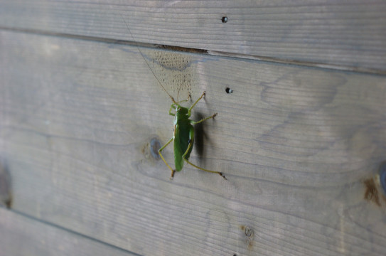 ごあんない 砂浴へいこう やさい懐石はなもも