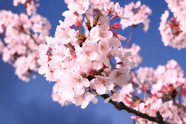 植樹リスト 実のなる植木 卒園 卒業記念 3選 戸建の庭 緑地管理 成城グリーン株式会社