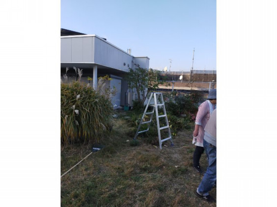 屋上の植物のお手入れ方法 戸建の庭 緑地管理 成城グリーン株式会社 屋上の植物のお手入れ方法 戸建の庭 緑地管理 成城グリーン株式会社