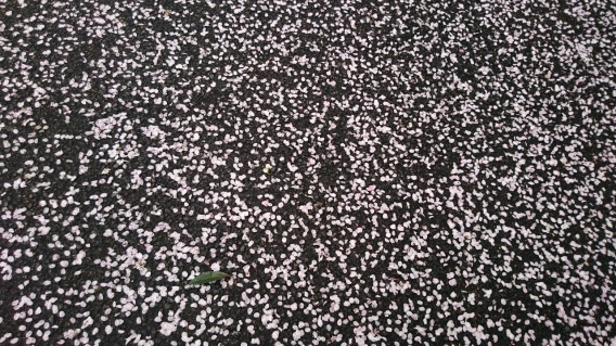 花を使った 日本の美しい言葉 Ekiben Ownd 花を使った 日本の美しい言葉 Ekiben Ownd