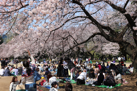 花を使った 日本の美しい言葉 Ekiben Ownd