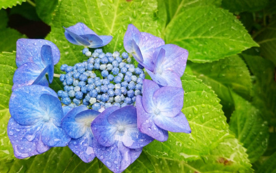 日本の花 紫陽花 あじさい Ekiben Ownd