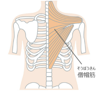 肩がこりすぎて 何だか息苦しい と感じたことはありませんか Total Bodycare Gaia