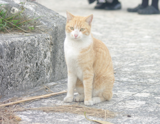 3月30日街角美にゃんさん 雑種猫のすすめ 随時更新