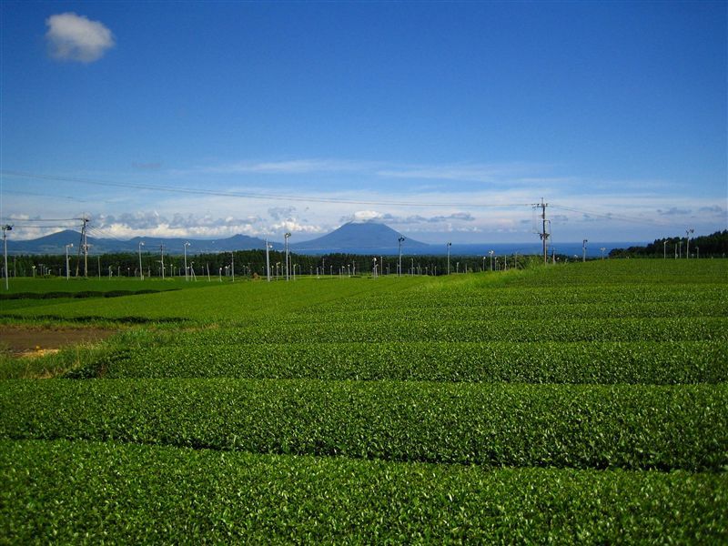 有限会社お茶のさつき園