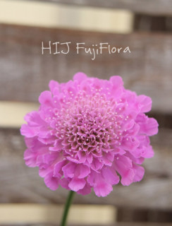 Hij Fuji Floraの記事一覧 ページ4