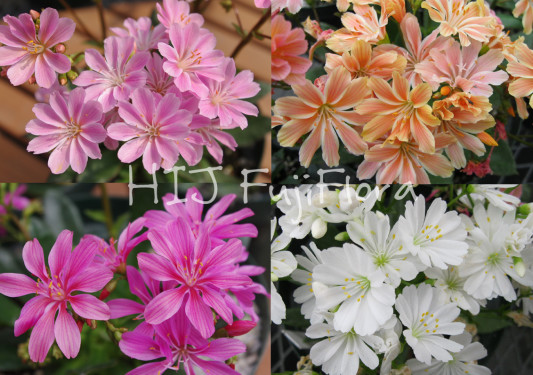 レウィシア エリーゼ Hij Fuji Flora